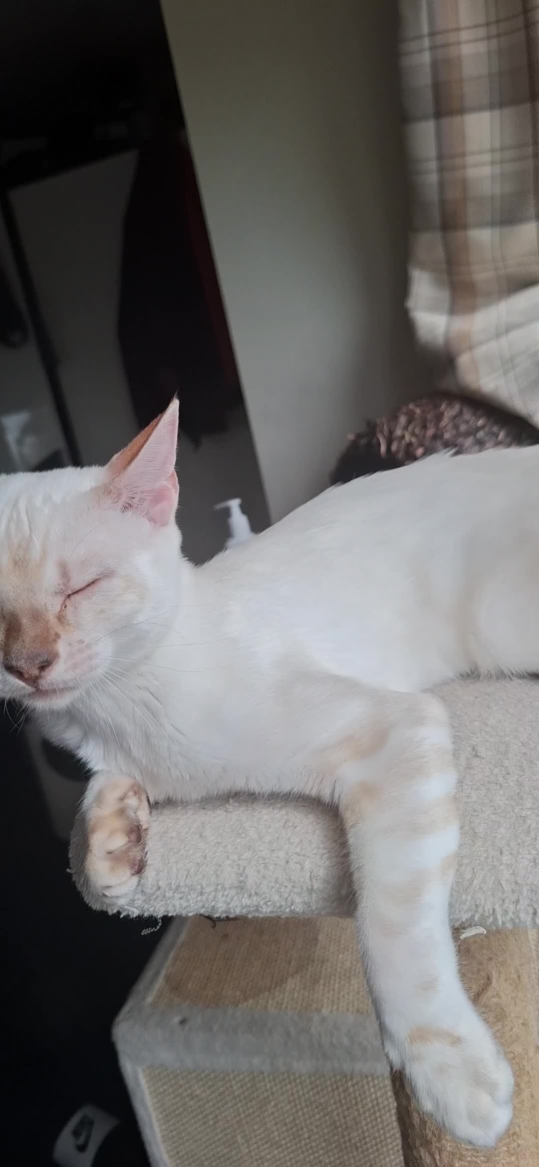 Bengal cats for sale: Pure Bengal kitten in Cheltenham - Video 1