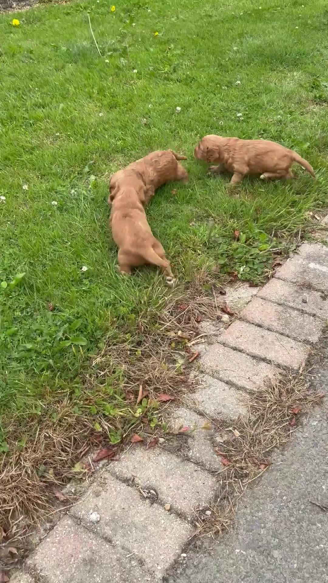 Cockapoo dogs for sale: Red cockerpoo Puppies - Video 1