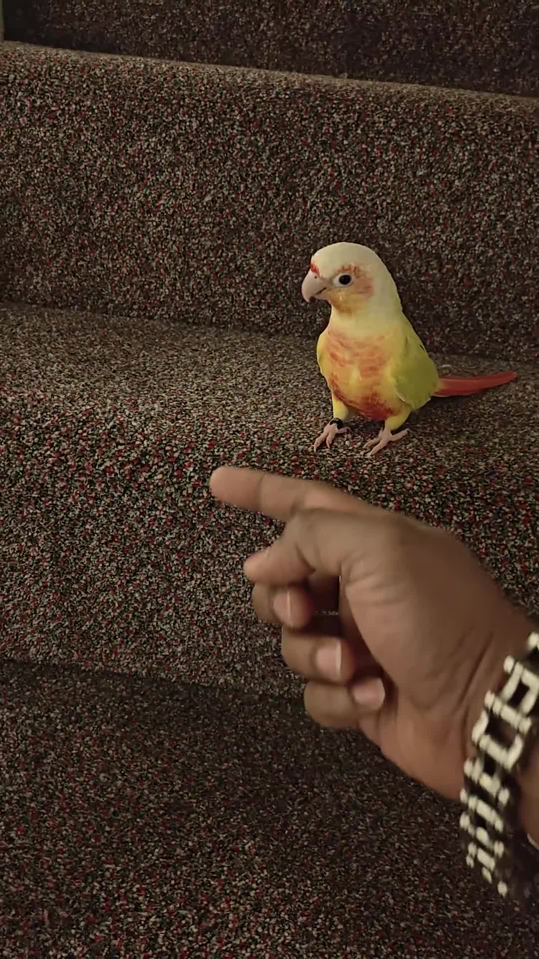 Conures birds for sale: Beautiful tammed Suncheek conure - Video 2