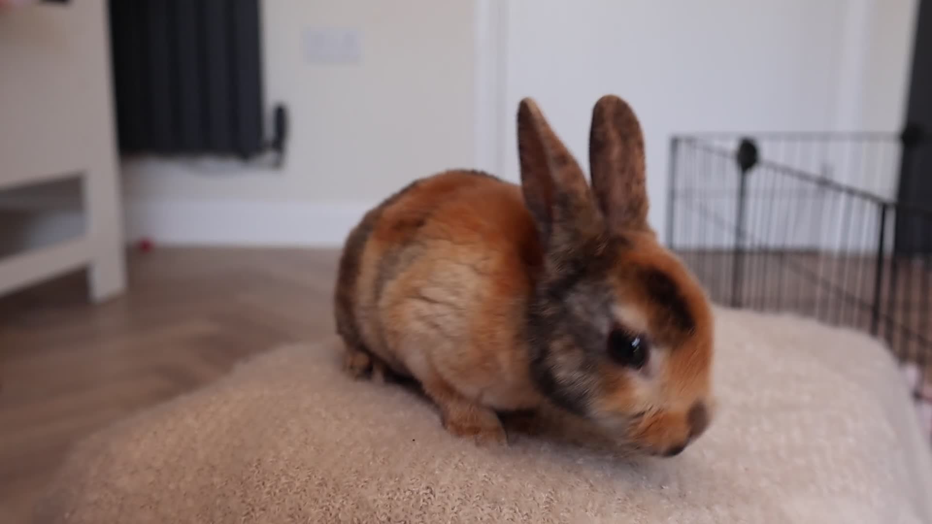 Rex rabbits for sale: Beautiful Mini Rex, Harlequin & Tri Colour - Video 1