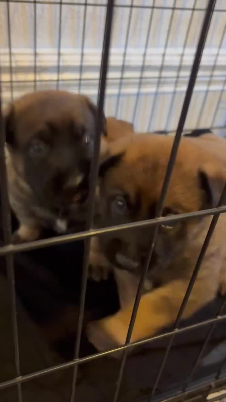 Belgian Shepherd Dog dogs for sale: Belgian shepereds puppies  - Video 2