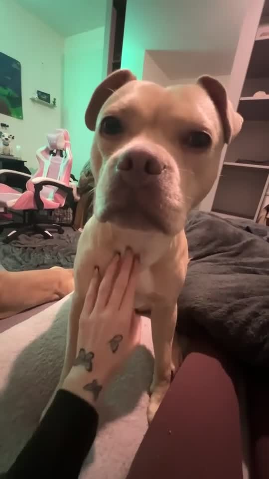 Mixed Breed dogs for sale: Staffy x frenchie - Video 2