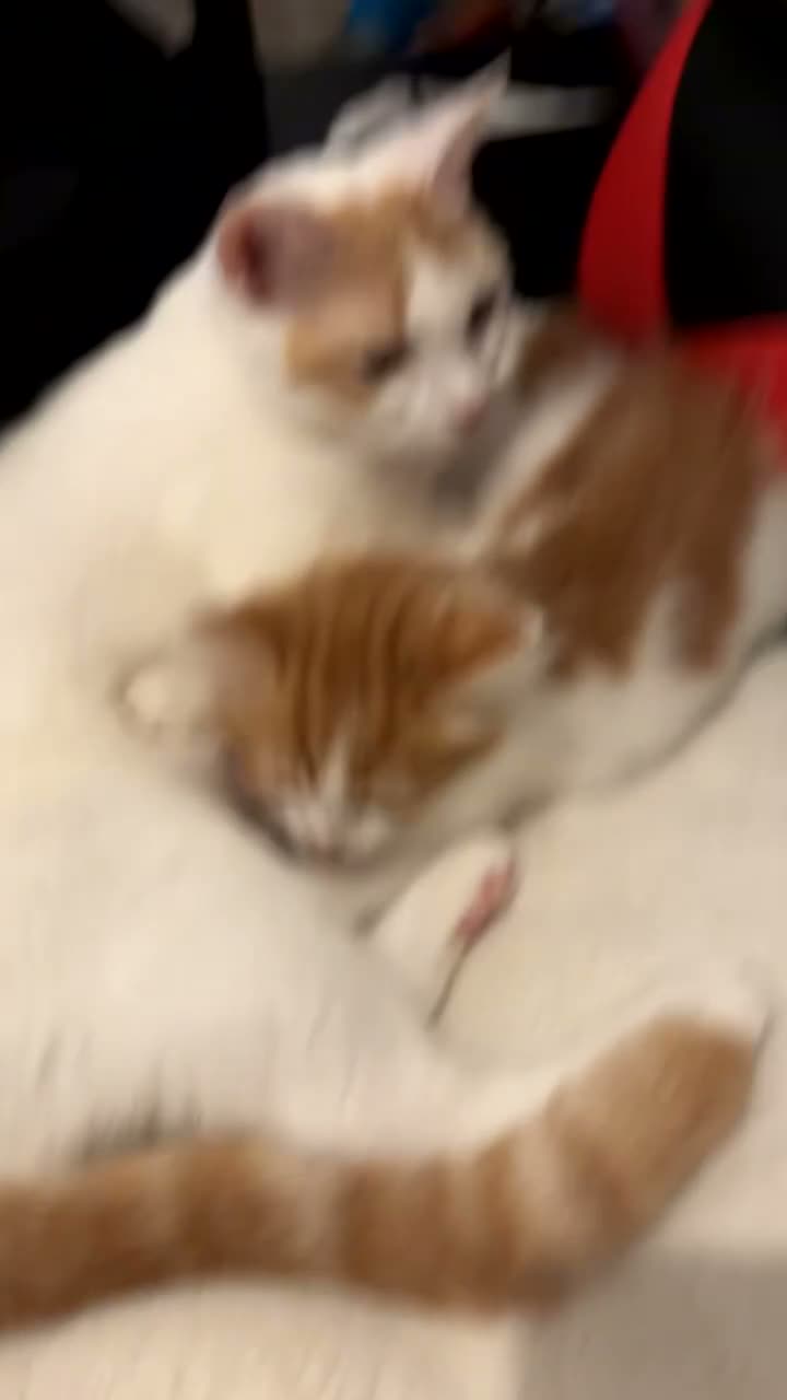 Arabian Mau cats for sale: Fluffy ginger and white girl kitten in Portsmouth - Video 1