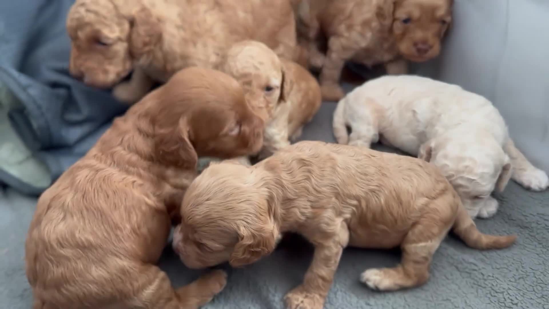 Cockapoo dogs for sale: Beautiful Cockapoo Puppies - Video 1