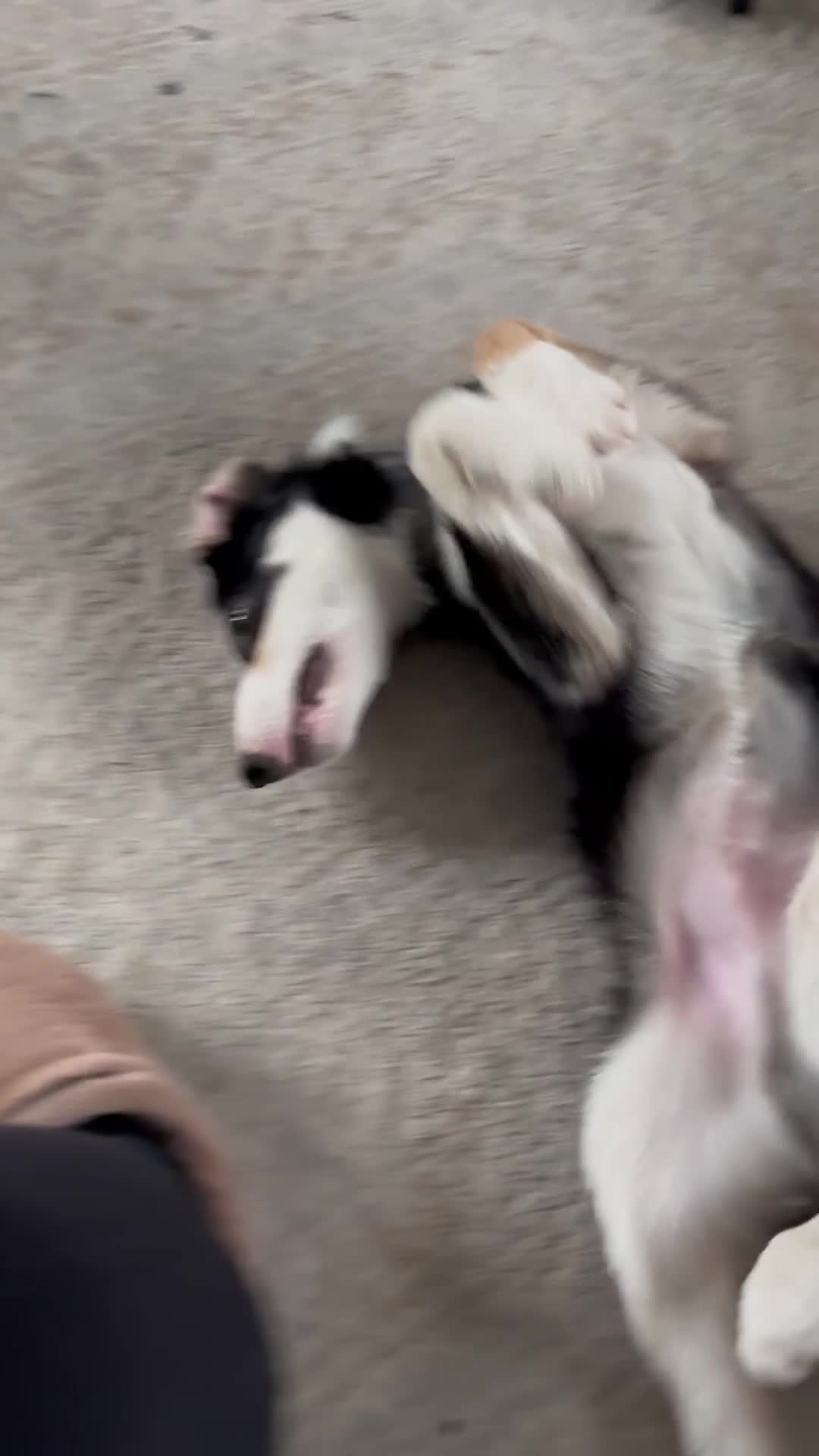 Border Collie dogs for sale: Male border collie  - Video 1