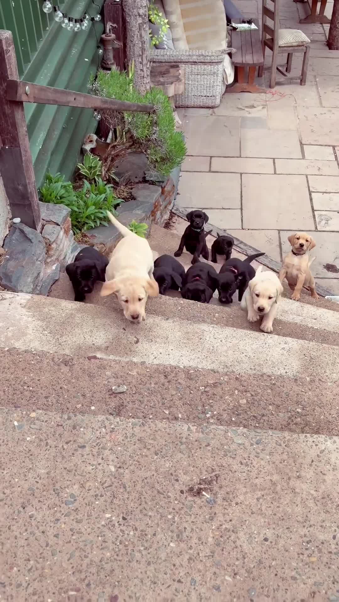 Labrador Retriever dogs for sale: KC Reg -Exceptional Labrador puppies  - Video 1