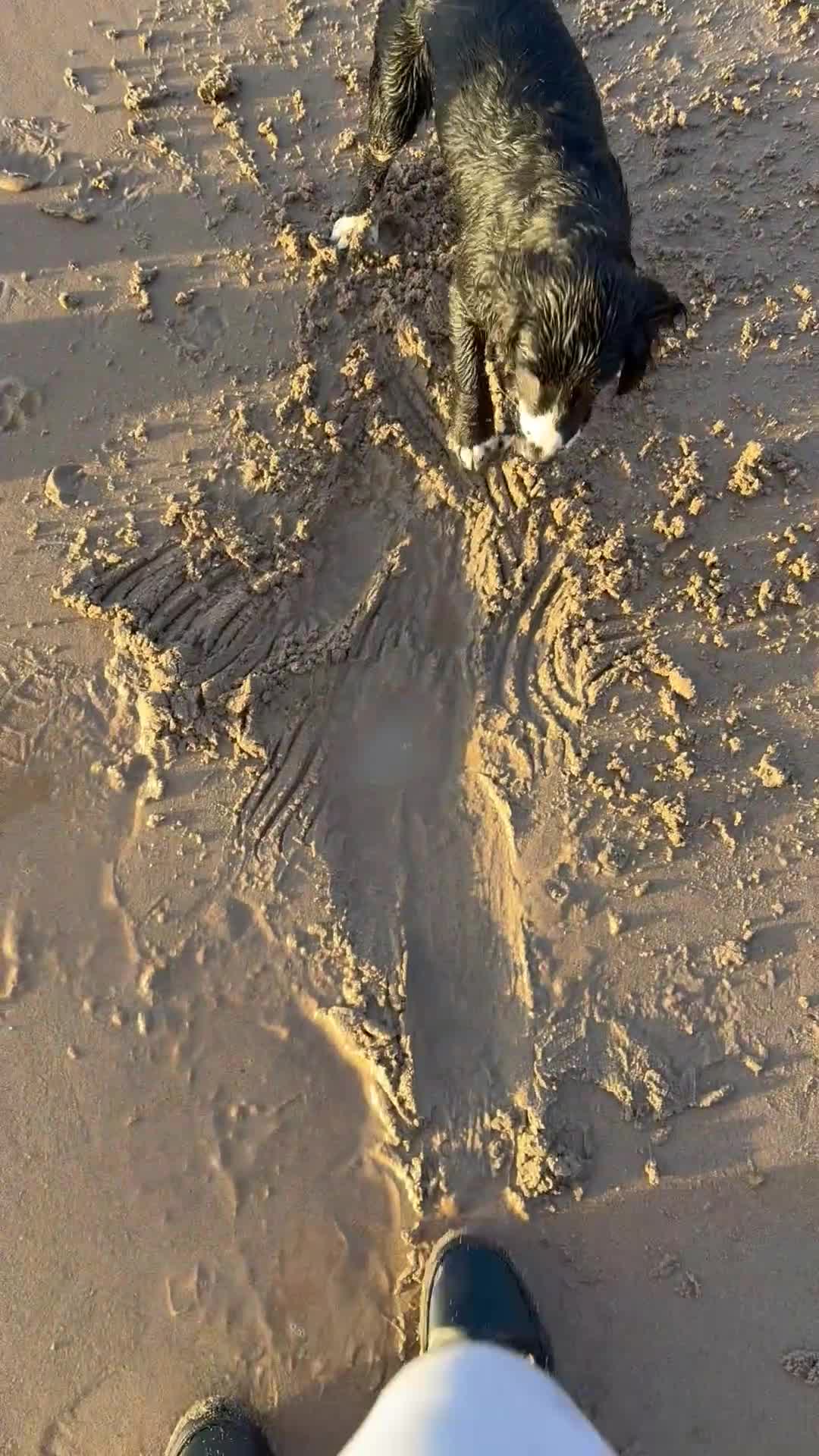 Cocker Spaniel dogs for sale: Looking for a nice new home for my pup  - Video 1