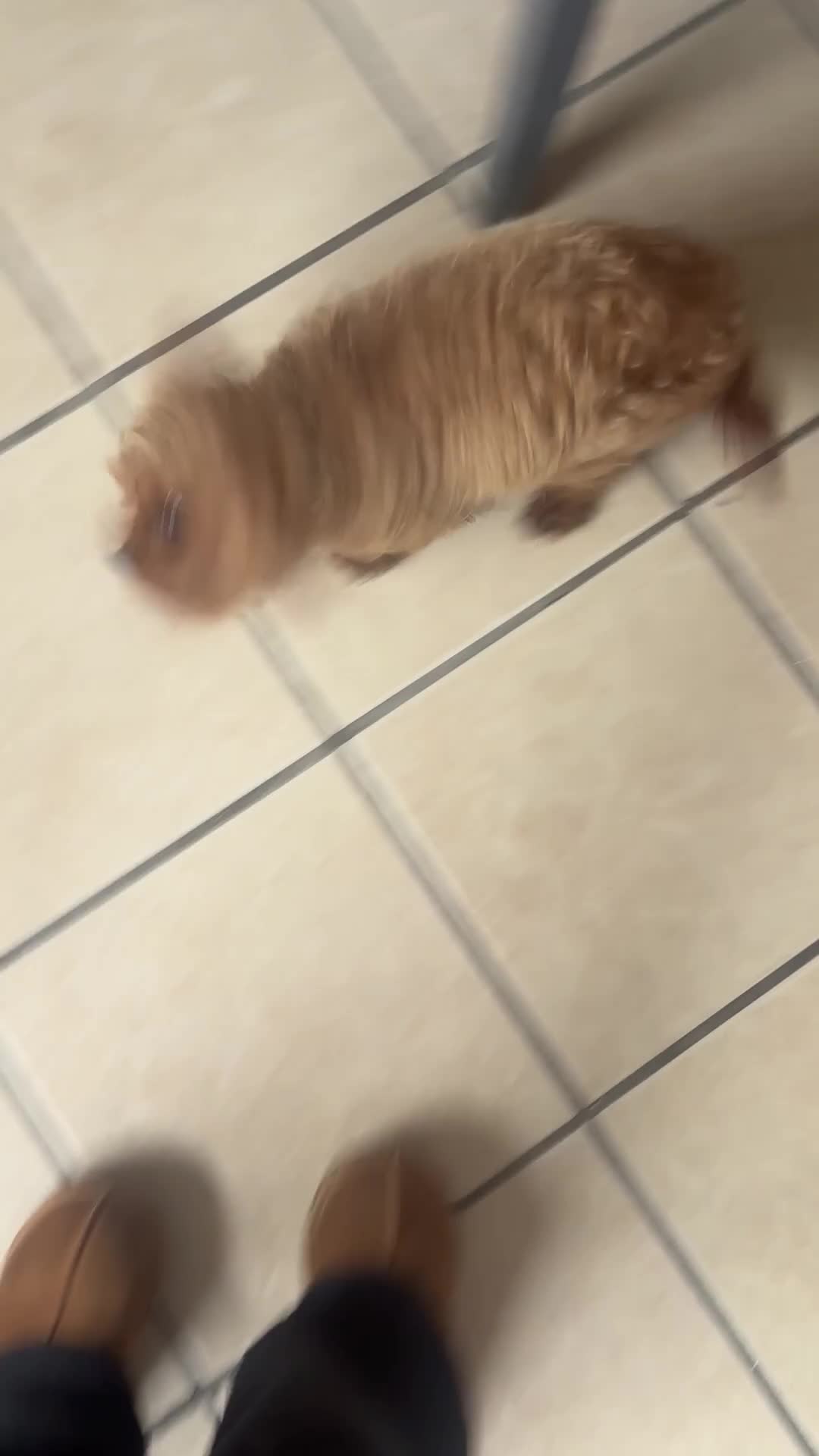 Cavapoo dogs for sale: Cavapoo female  in Omagh - Video 1