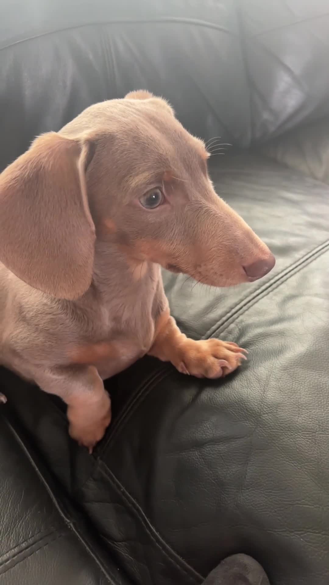 Miniature Dachshund dogs for sale: Miniature dachshund male - Video 1