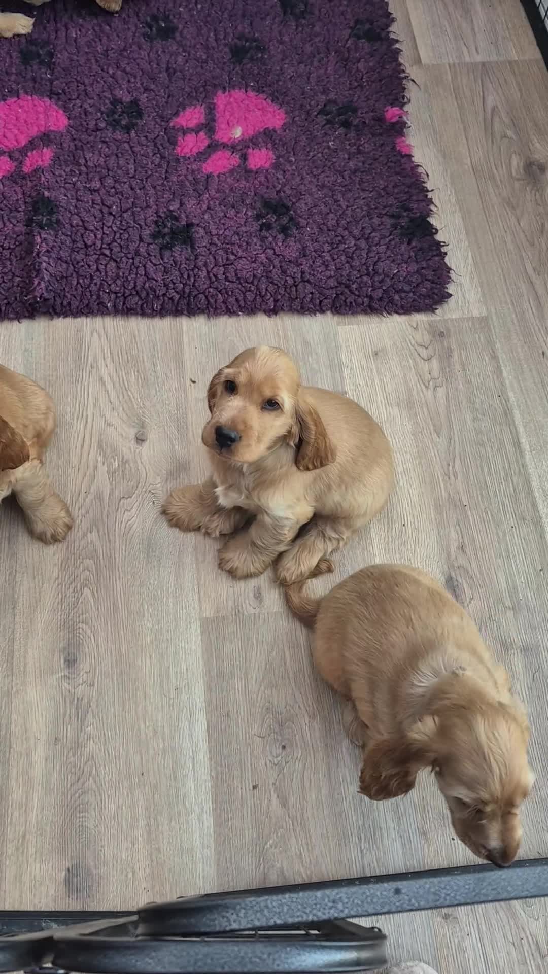 Cocker Spaniel dogs for sale: Kc Golden Show Cocker puppy Boy Health tested - Video 2