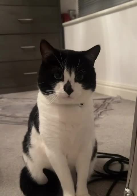 British Shorthair cats for sale: Tyson! - Video 1
