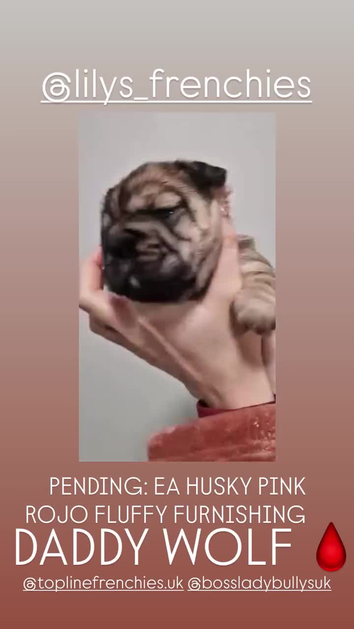 French Bulldog dogs for sale: Teddy Bear Floodle +Full Visual Fluffies  in Liverpool - Video 4