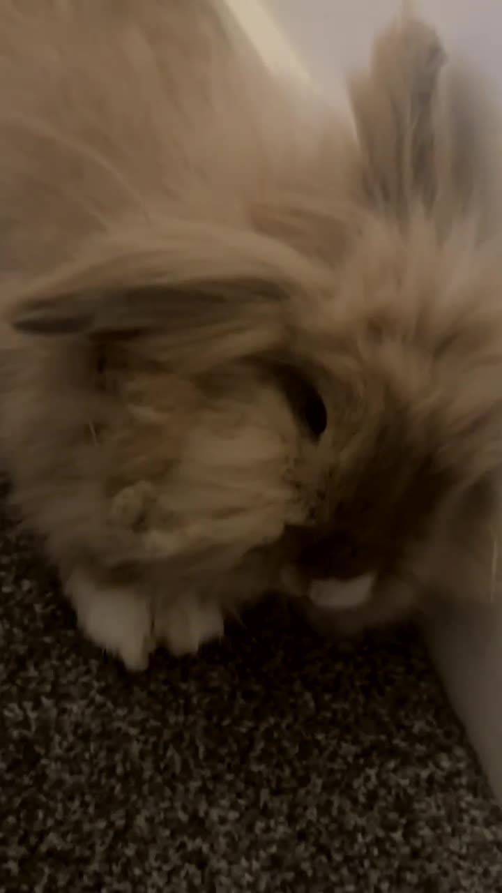 Lionhead rabbits for sale: Rare lion head rabbit  in Luton - Video 1