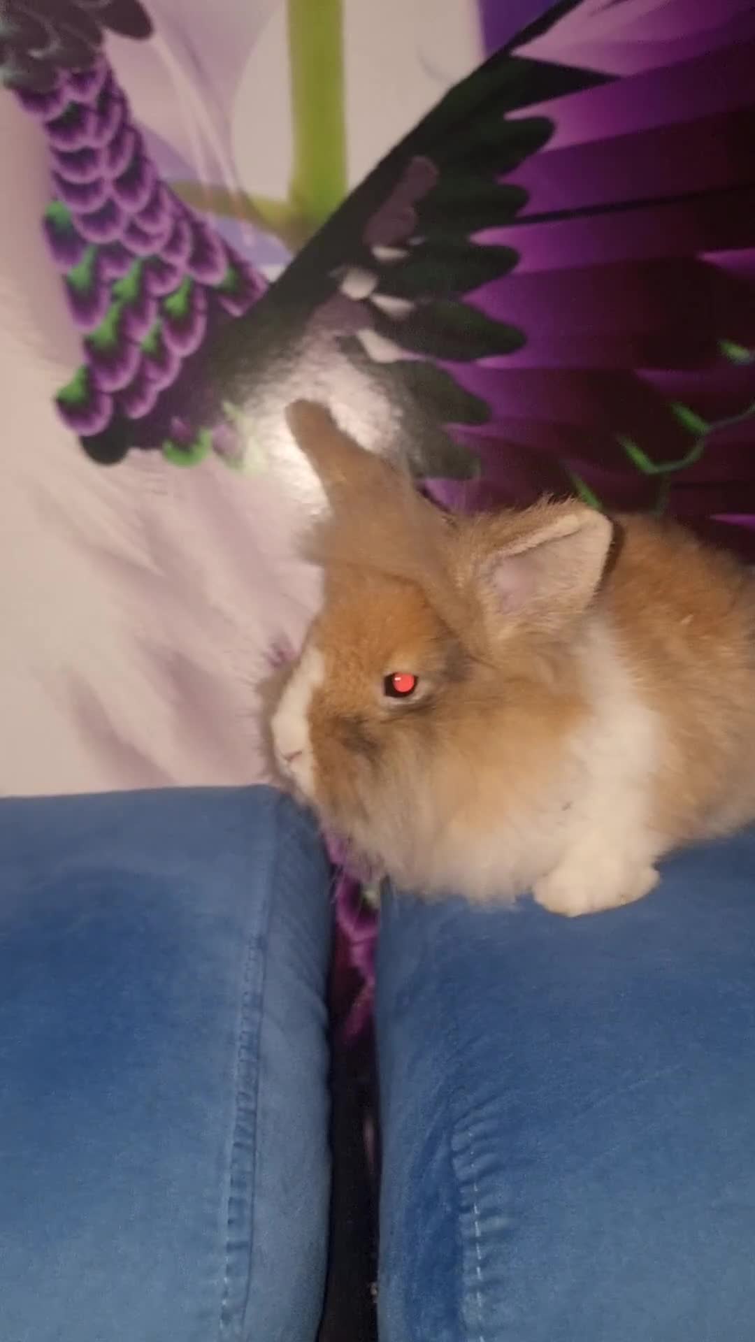 Lionhead rabbits for sale: Male lion head for sell with full the equipment - Video 1