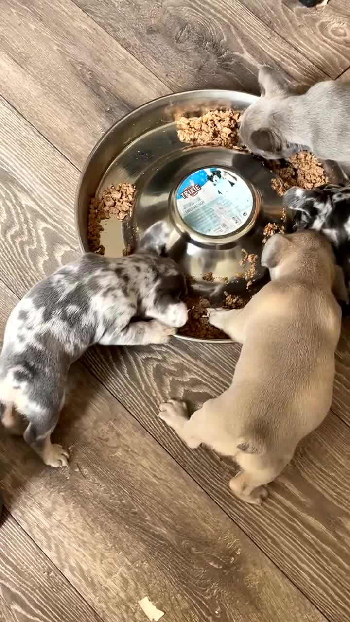 French Bulldog dogs for sale: Beautiful French bulldog puppies  - Video 1