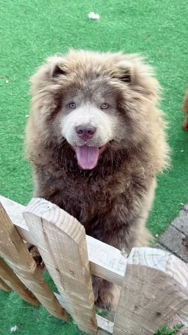 Chow Chow dogs for sale: 🐾KC stunning RARE hazel eyed chow girl, Evie 💛 - Video 2