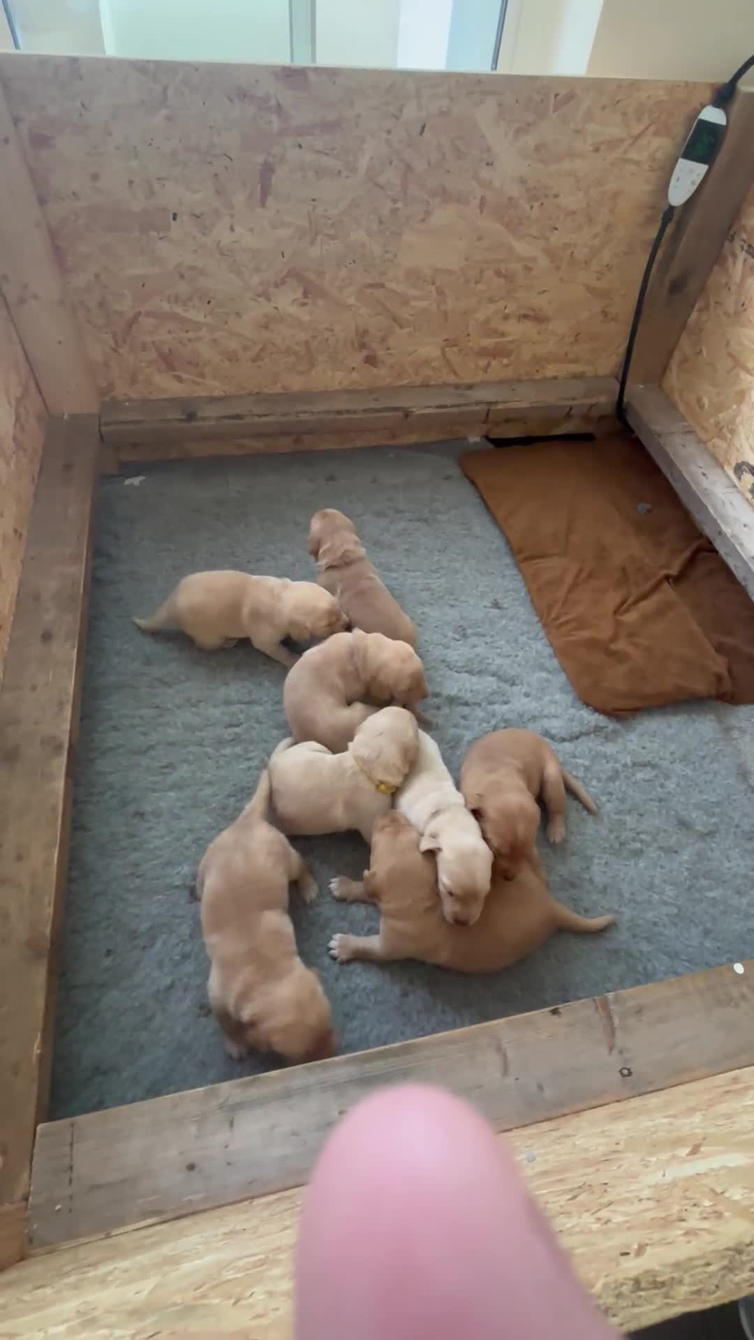Labrador Retriever dogs for sale: 🐾 Labrador Puppies some with copper colourings 🐾 - Video 4