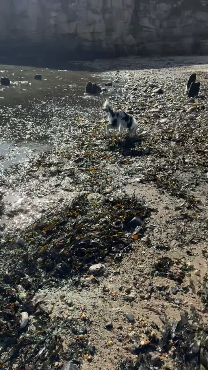 Mixed Breed dogs for sale: Blue Merle for sale  - Video 3