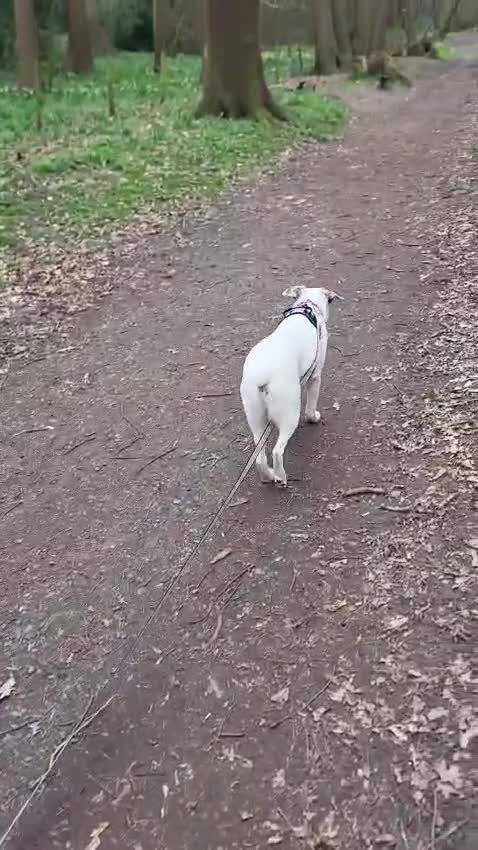 Mixed Breed dogs for adoption: ❤️PLIAMKA❤️ all the best you can find in young dog - Video 2