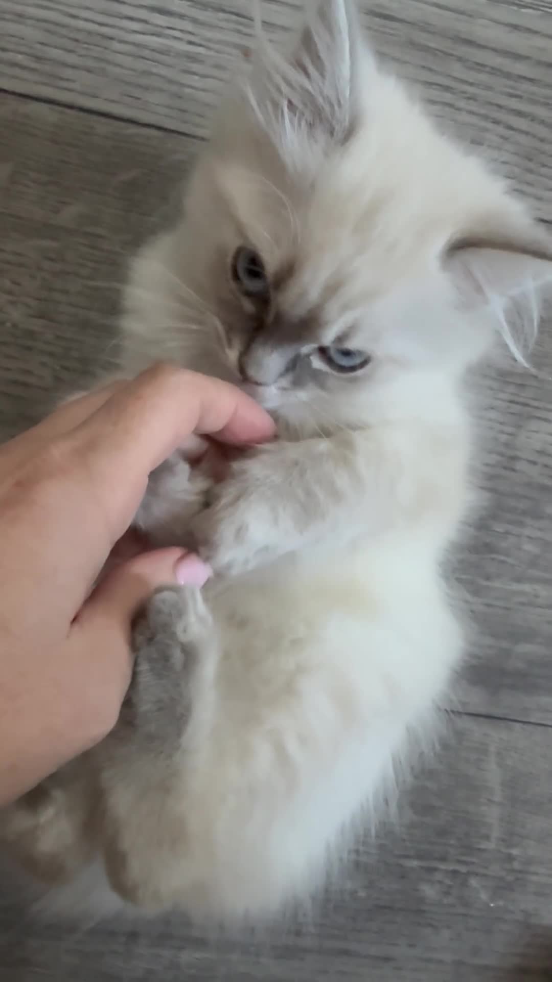 Ragdoll cats for sale: ***Last little girl***ready next week*** - Video 1