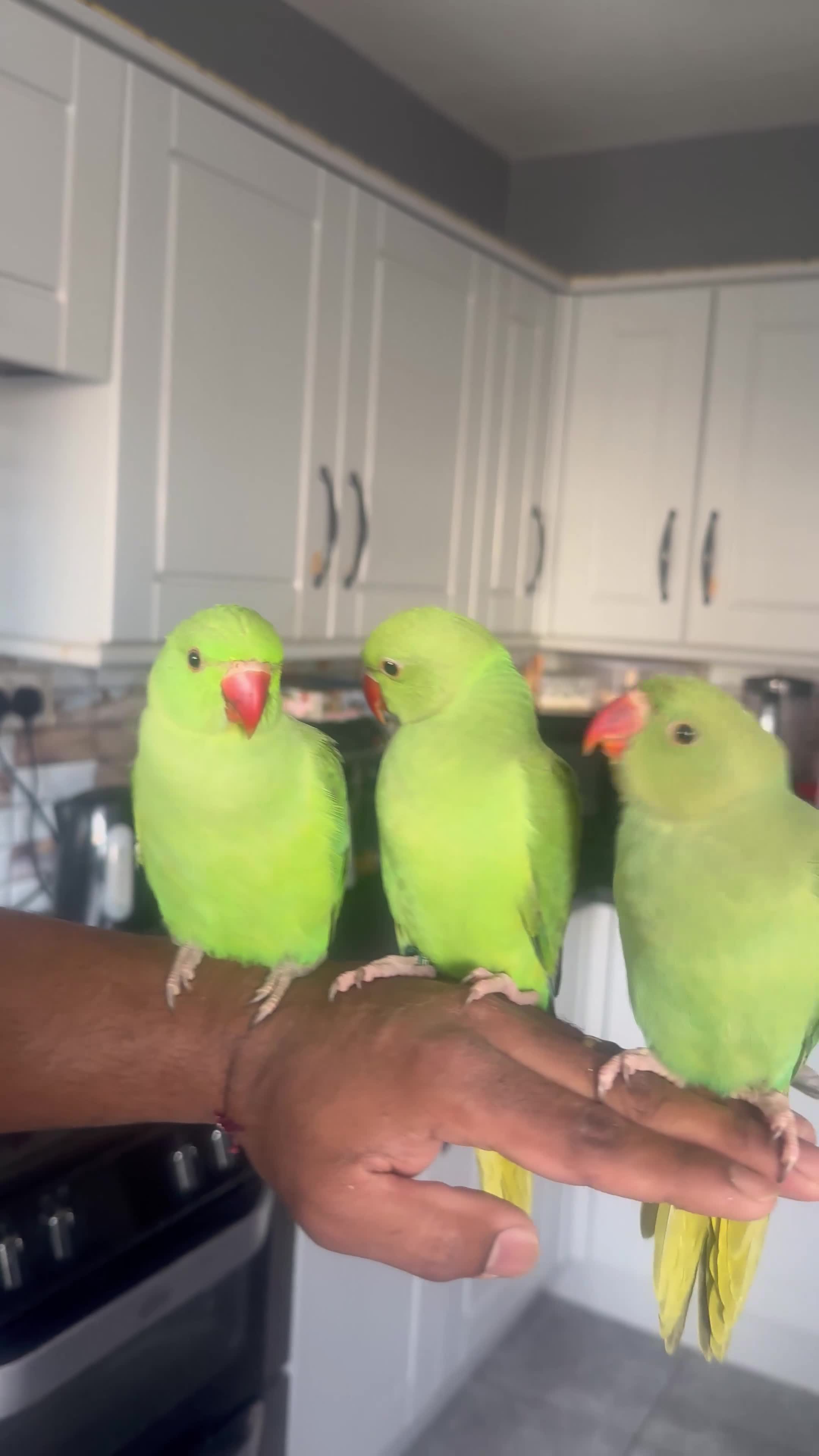 Ringnecks birds for sale: Hand reared Indian Ringneck’s  - Video 1