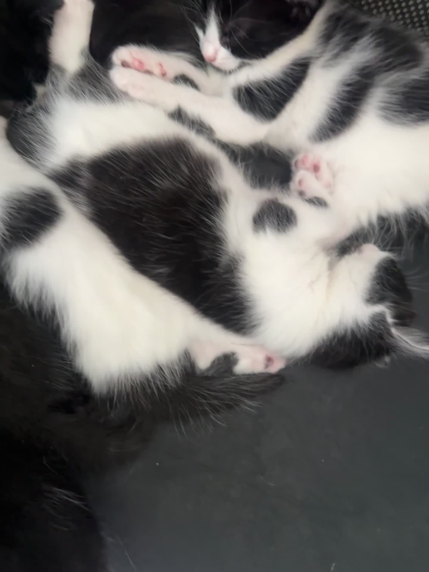 Domestic Shorthair cats for sale: BEAUTIFUL BLACK & White Tuxedo Kittens  in Ilford - Video 1