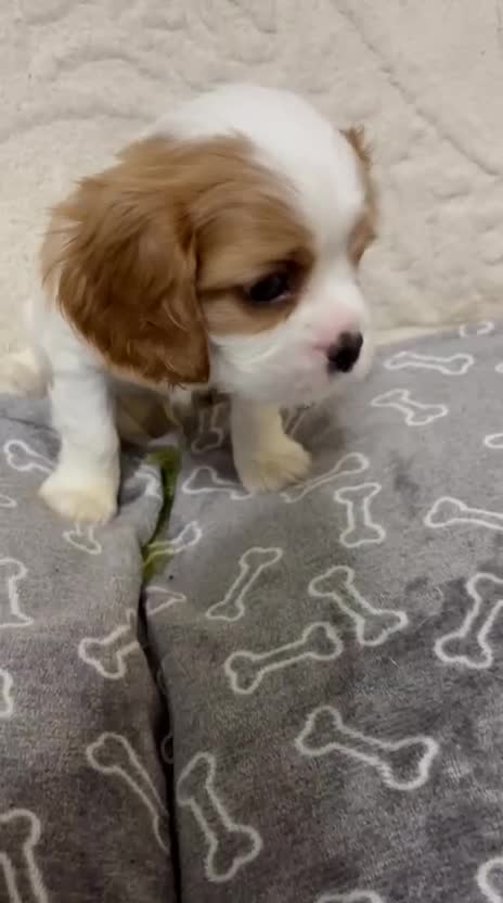 Cavalier King Charles Spaniel dogs for sale: Beautiful Blenheim King Charles spaniel pups    - Video 1