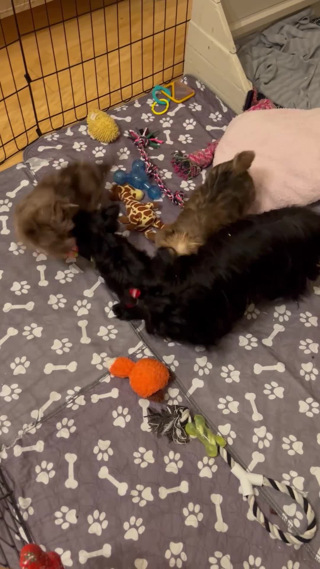 Biewer Terrier dogs for sale: Choco,black & ocean pearl Biewer Terrier - Video 1