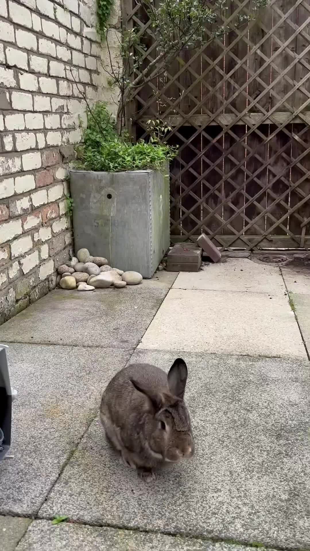 Mixed Breed rabbits for sale: Bean (looking for a bunny wife) - Video 1