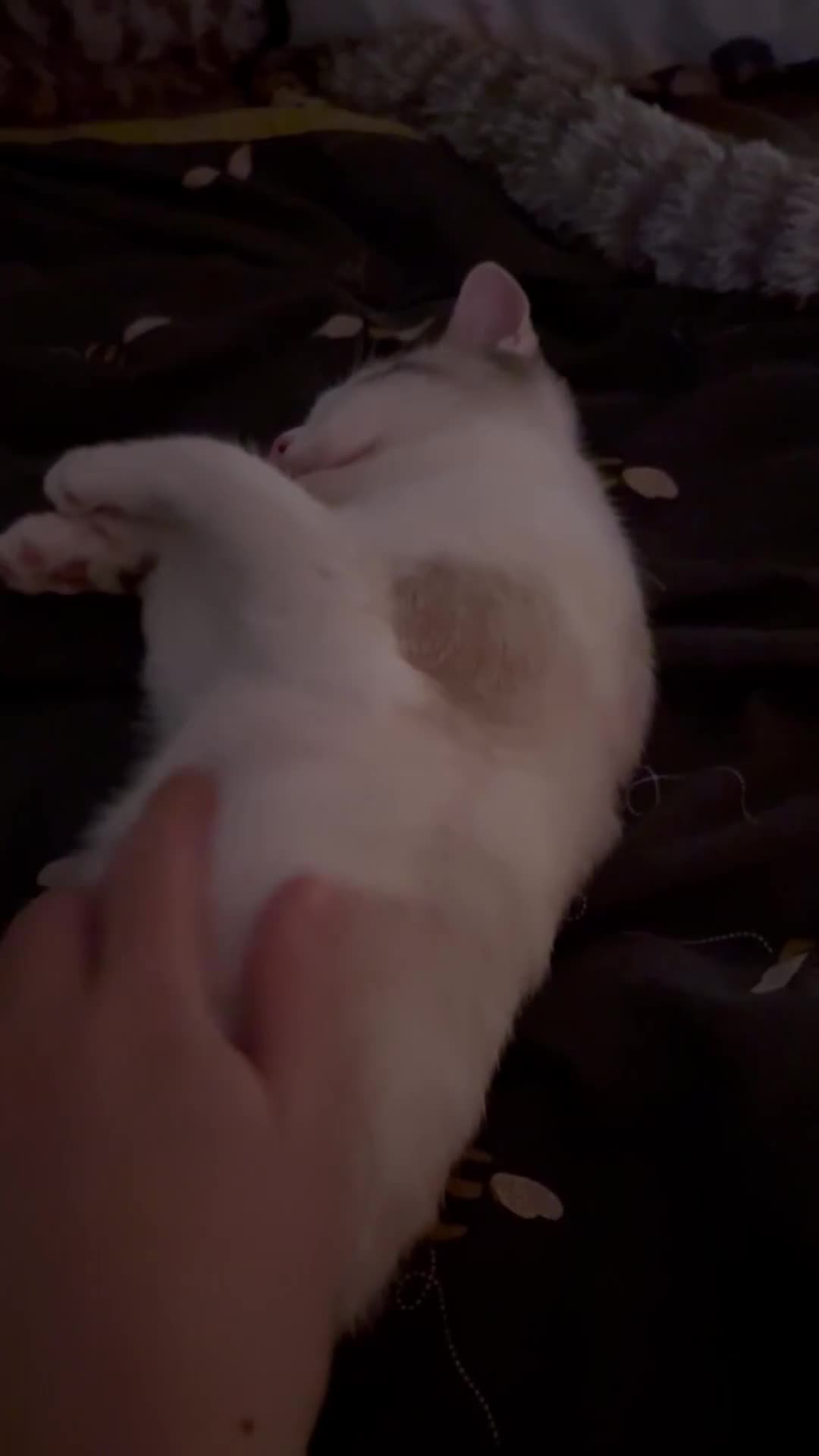 Ragdoll cats for sale: 3 Rag Cross Kittens - Video 3