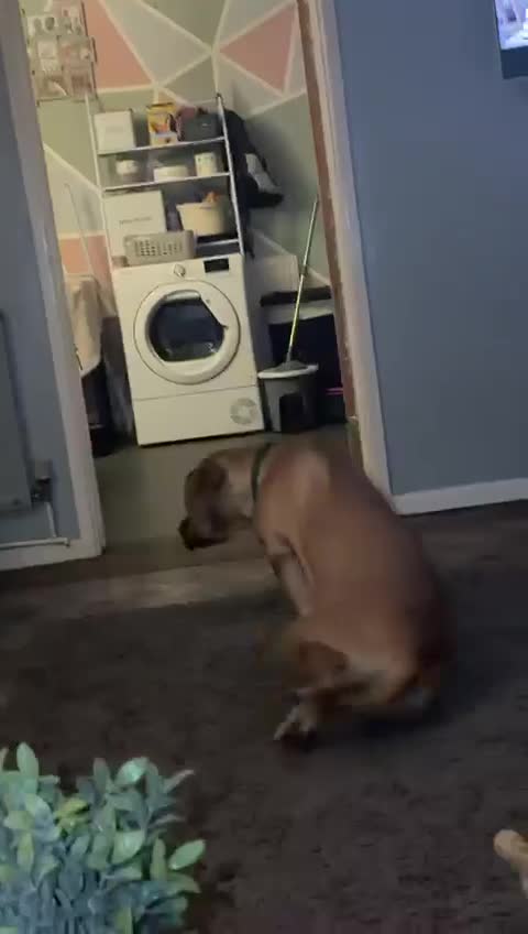 Mixed Breed dogs for sale: 7 month old female - Video 1