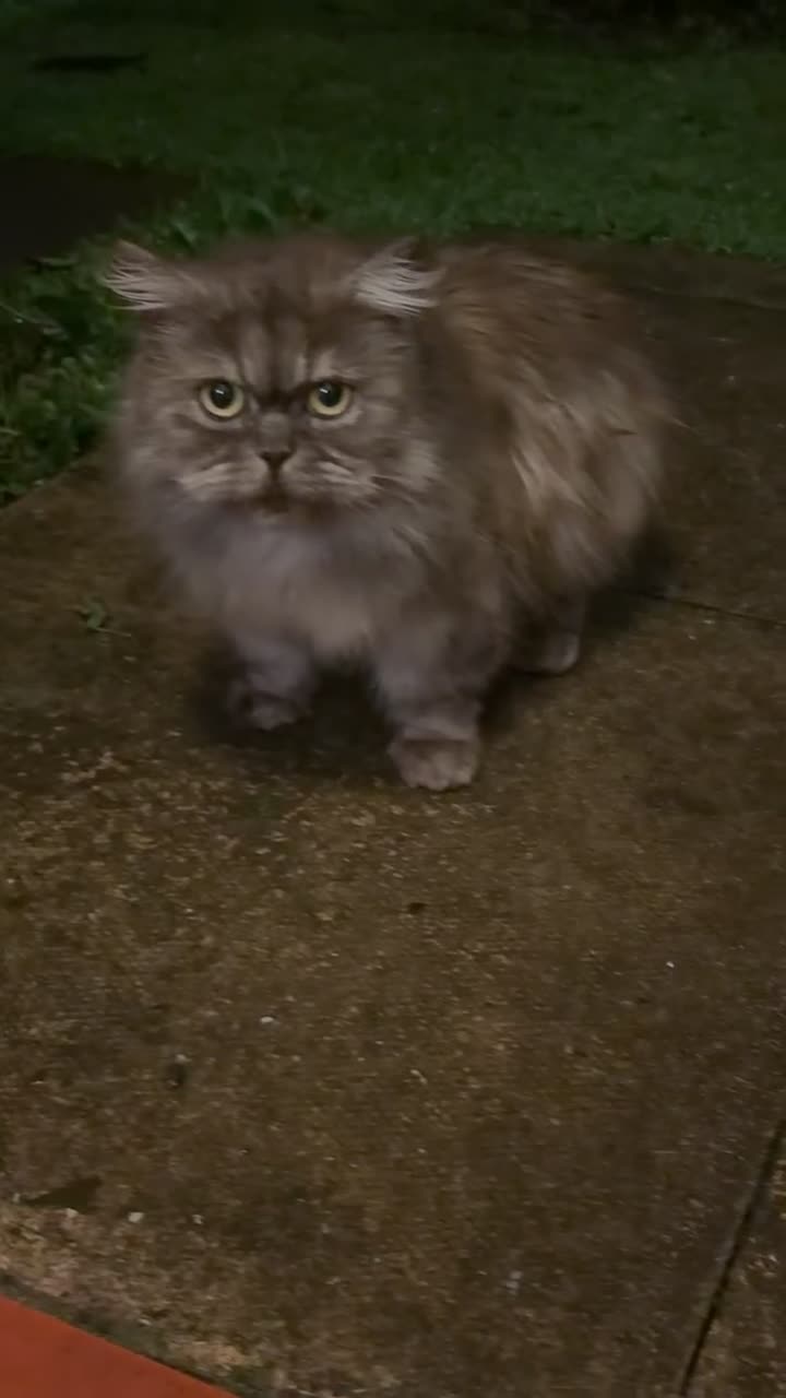 Persian cats for sale: Beautiful female Half ragdoll & half Persian cat  - Video 2
