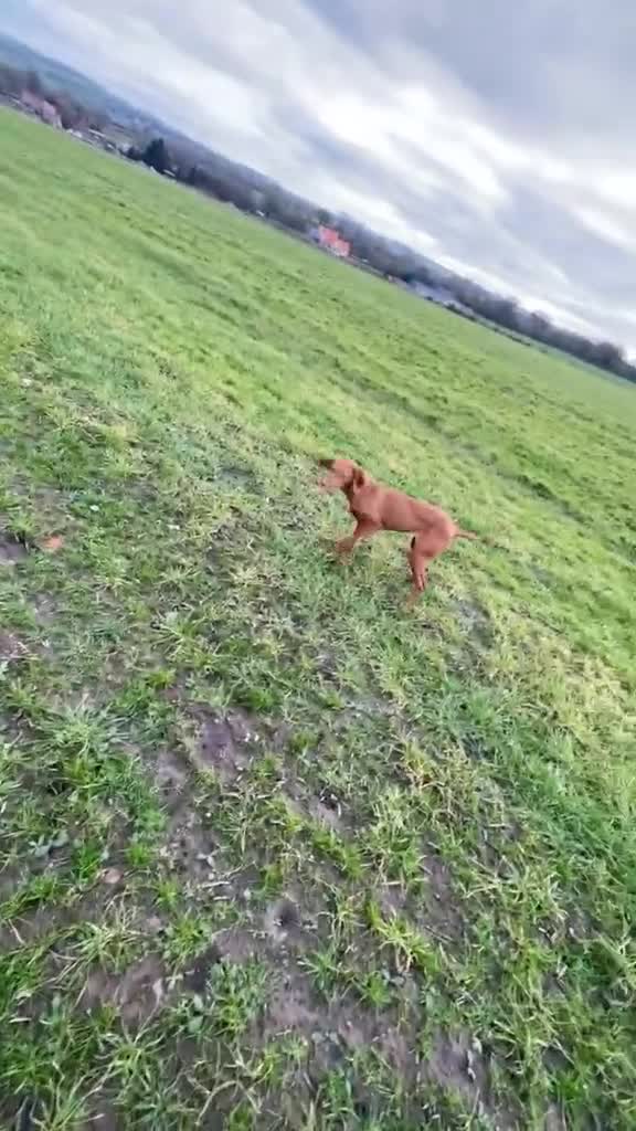 Hungarian Vizsla dogs for sale: Outstanding kc visla bitch - Video 1