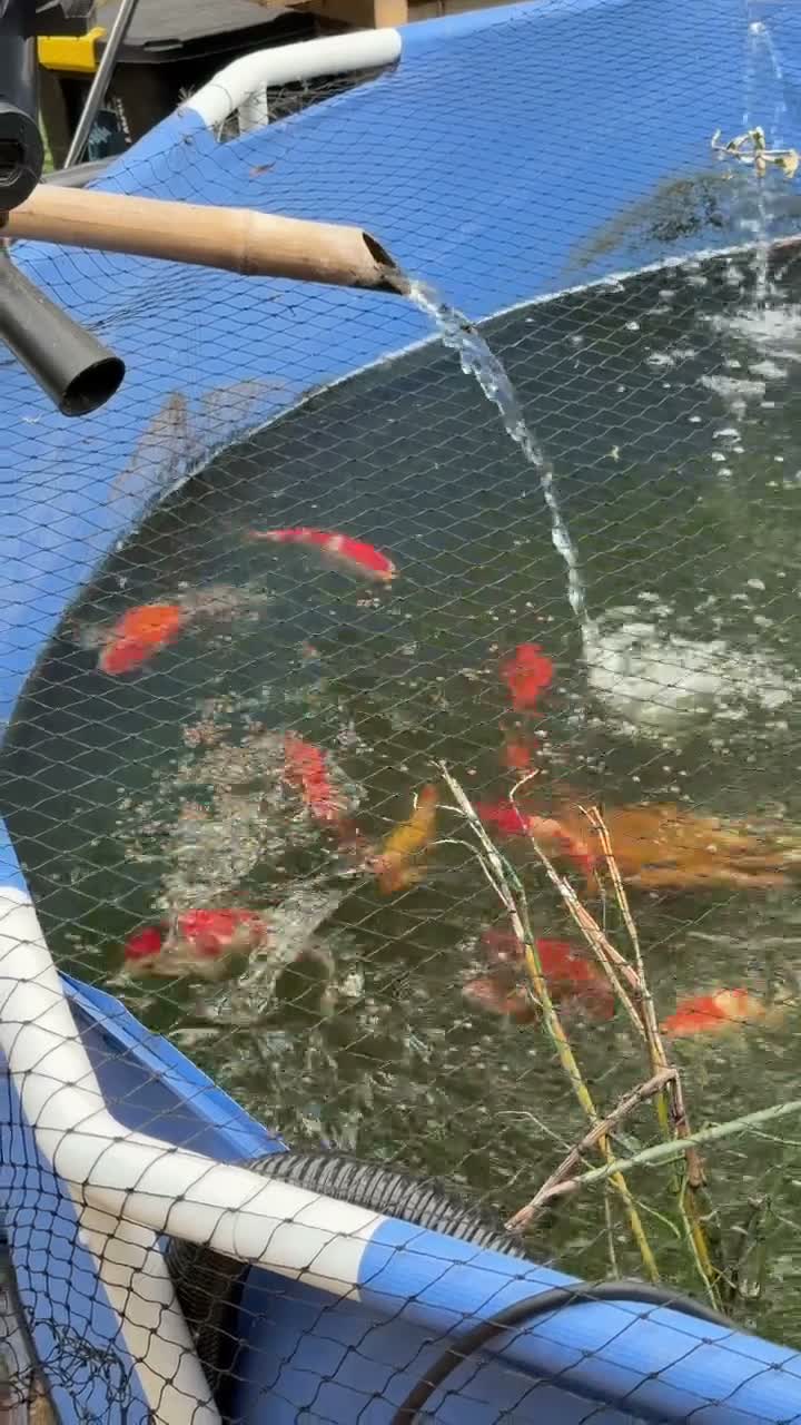 Koi Carp fish for sale: Japanese Koi Carp & Colourful Goldfish - 15 fish - Video 1