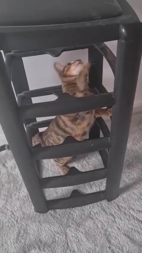 Bengal cats for sale: Little mischief  - Video 3