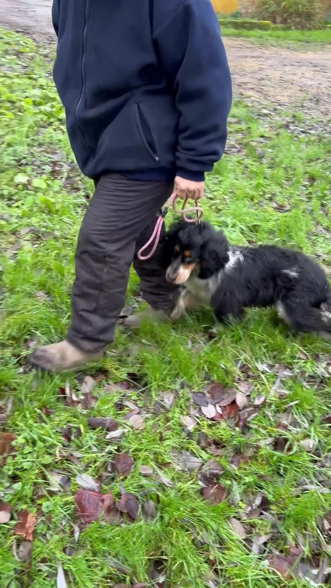 Sprocker dogs for sale: Beautiful Sprocker Boy ❤️ - Video 1