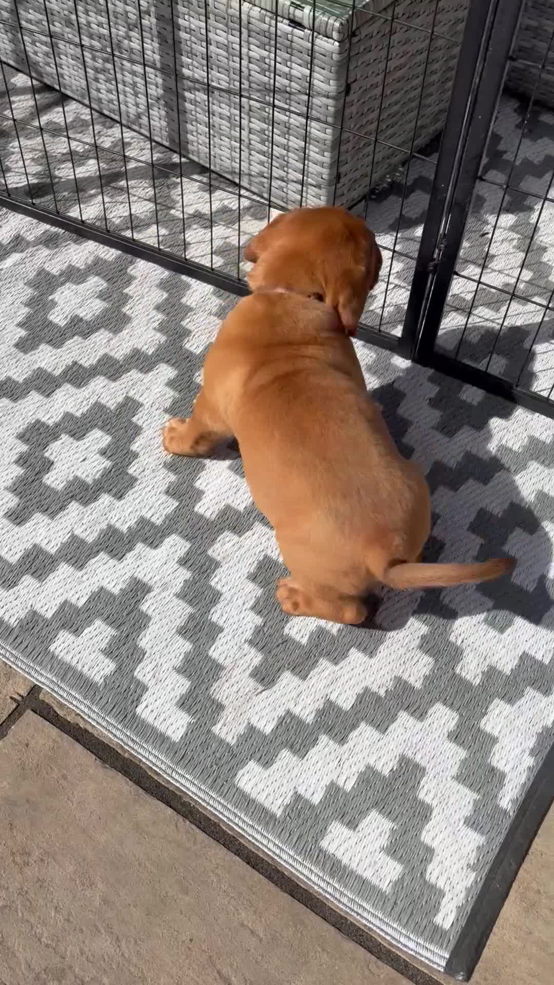 Dogue De Bordeaux dogs for sale: Stunning KC Dogue de Bordeaux Puppies - Video 3