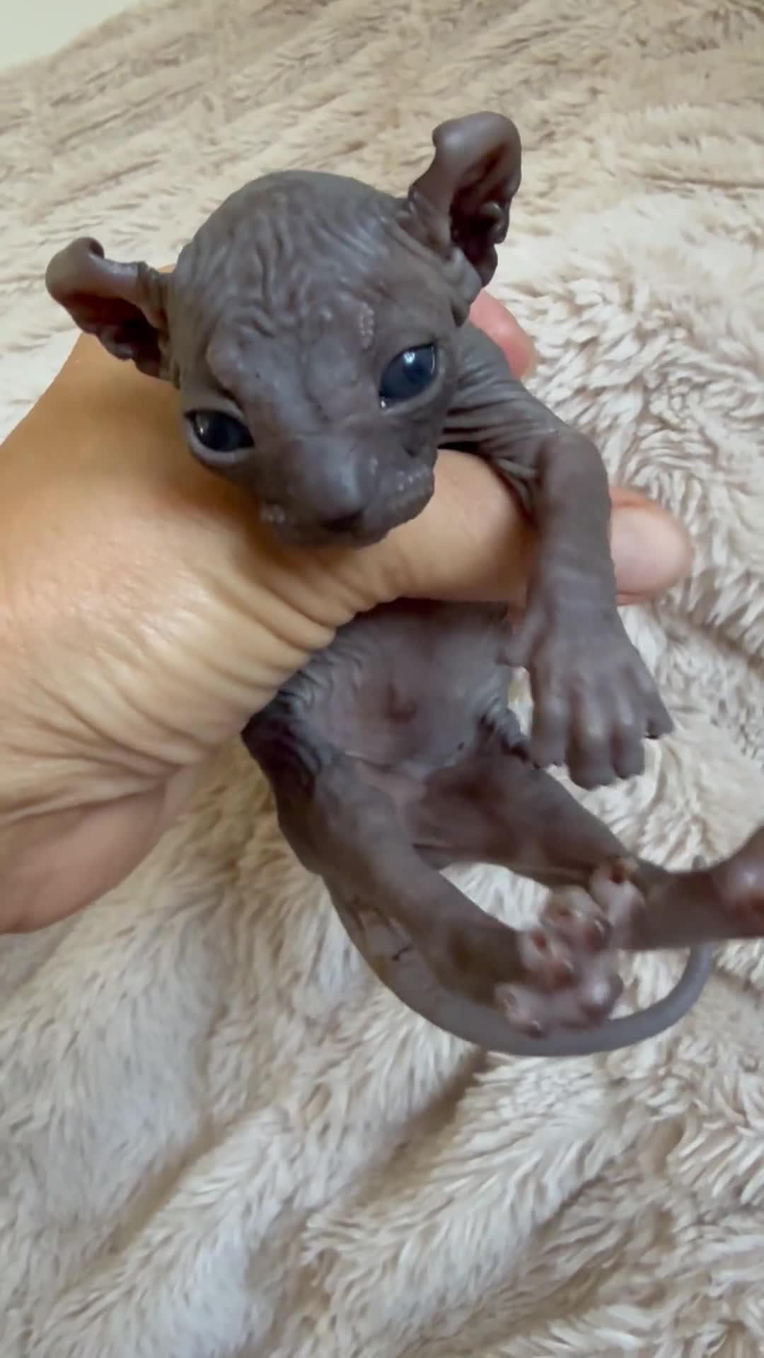 Sphynx cats for sale: Stunning sphinx kittens  - Video 2