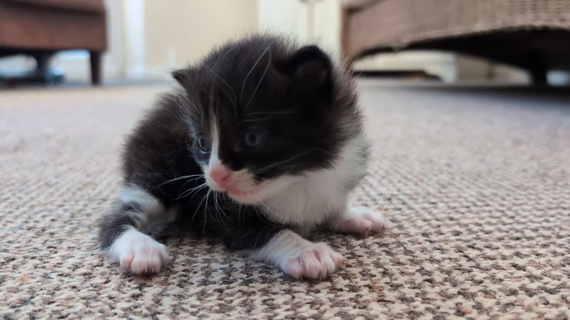 Ragdoll cats for sale: Ragdoll Cross kittens in Ilminster - Video 1