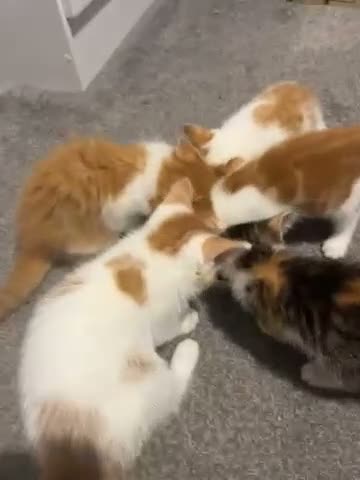 Mixed Breed cats for sale: Ginger, tuxedo and calico kittens - Video 3