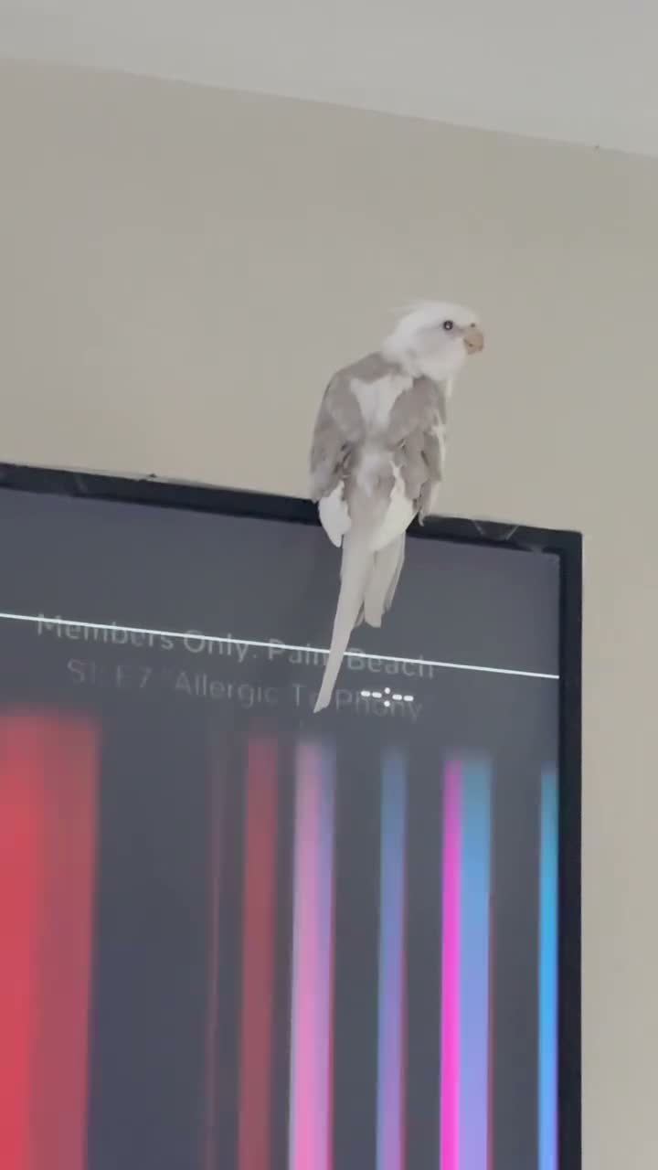 Cockatiels birds for sale: Handsome male cockatiel  - Video 1