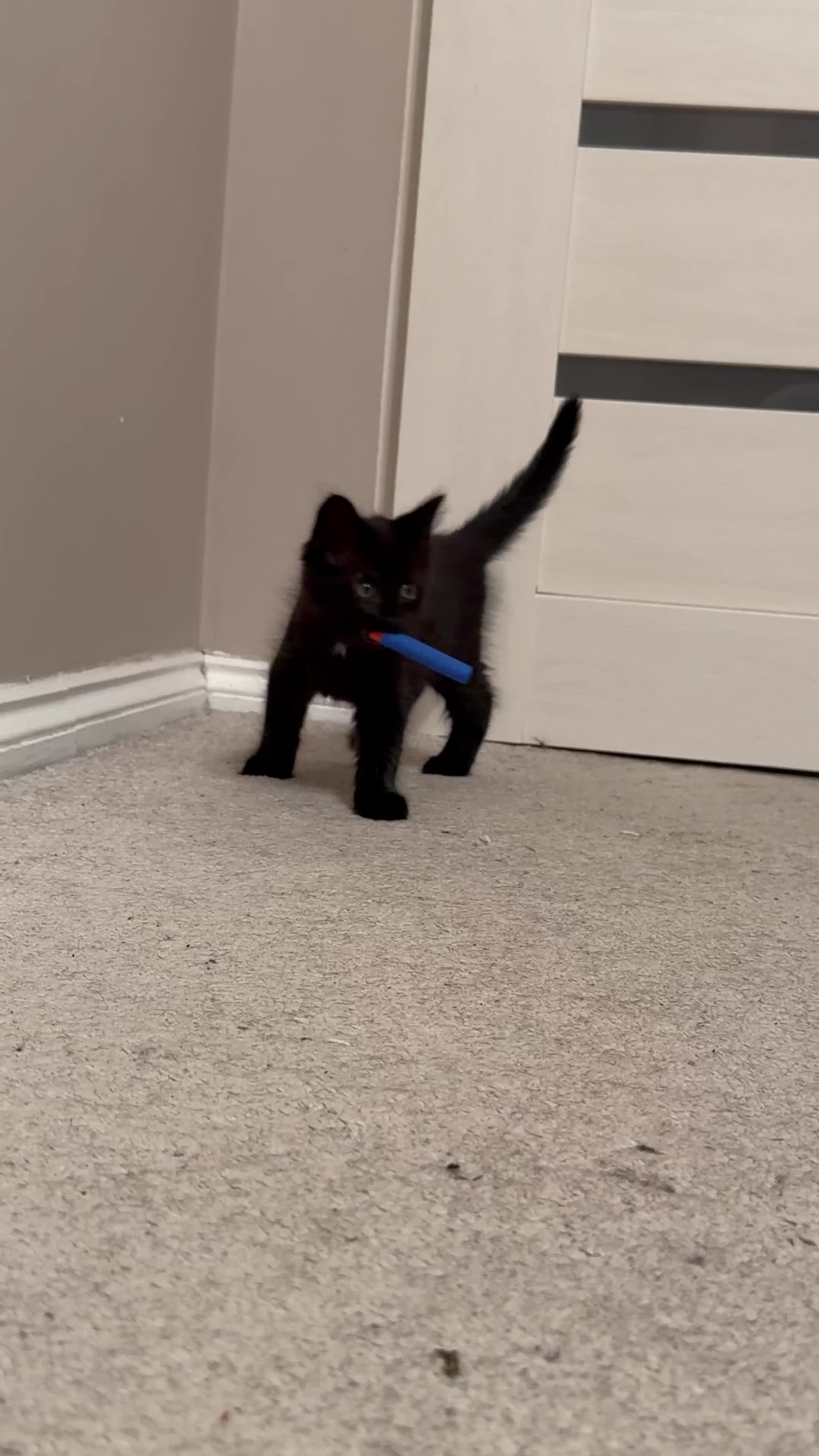 Mixed Breed cats for sale: Gorgeous fluffy kittens looking for a forever home - Video 1