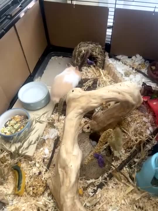 Hamster rodents for sale: Male Syrian hamster and cage  - Video 1