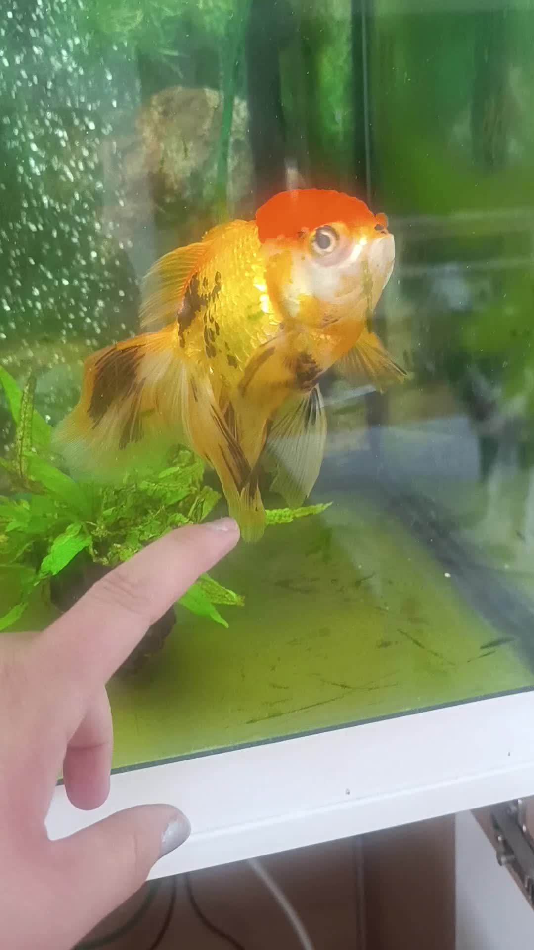 Fancy Goldfish fish for sale: Oranda 2+ years in Rotherham - Video 1