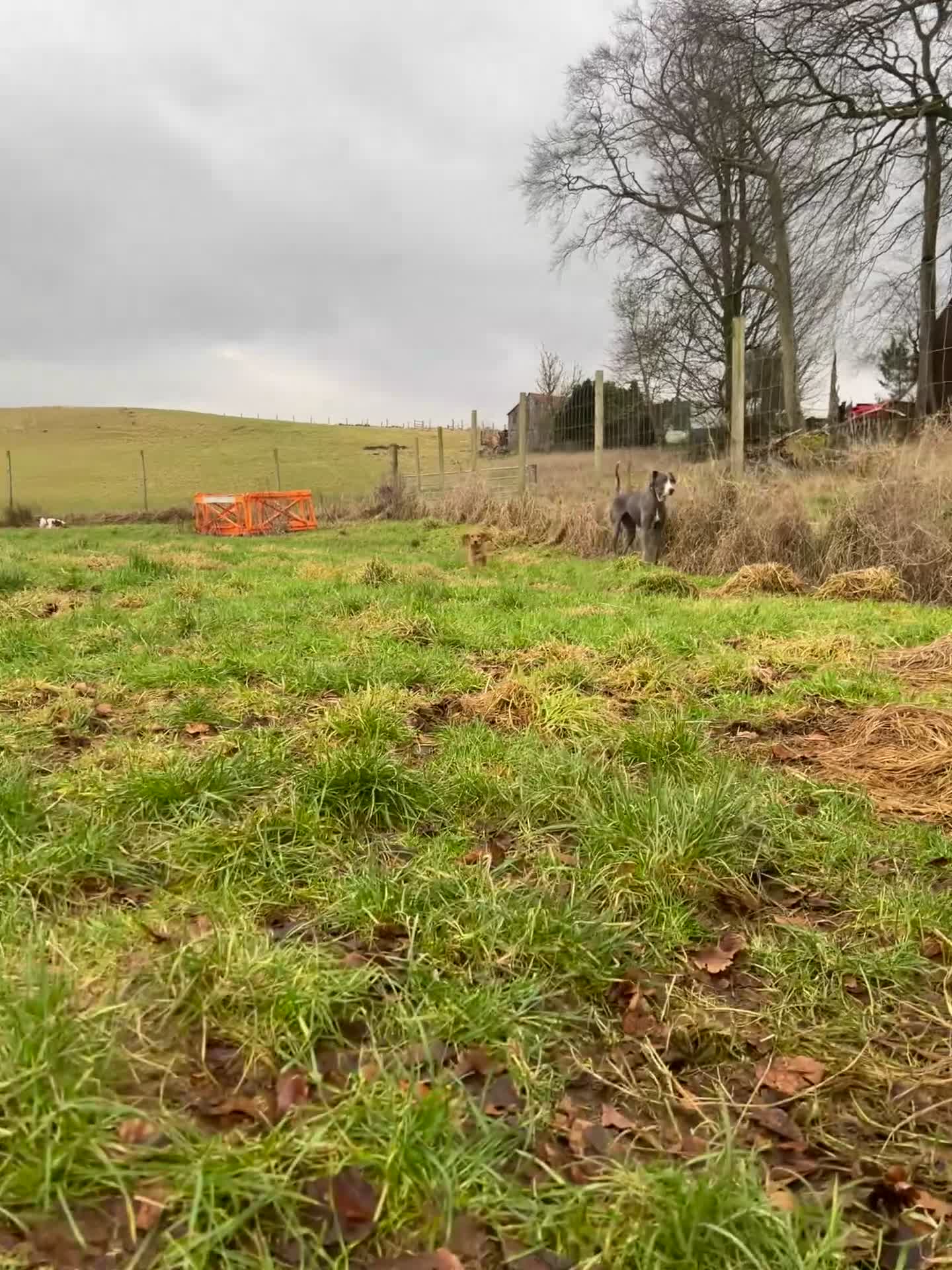 Cocker Spaniel dogs for sale: Cocker spaniel - Video 4