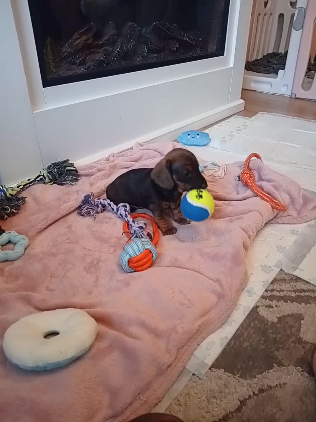 Miniature Dachshund dogs for sale: 3 gorgeous mini Dachshunds - Video 4