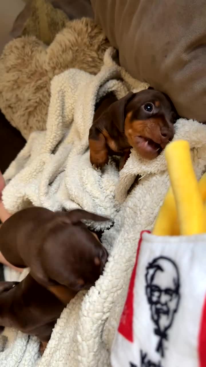 Miniature Dachshund dogs for sale: True Miniature Dachshund Puppies - Video 1