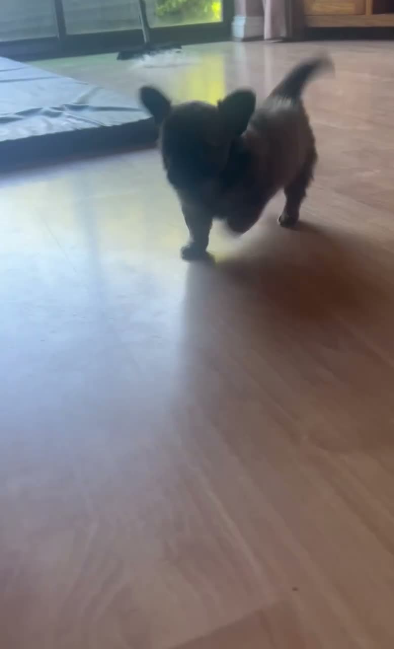 Chihuahua dogs for sale: One male long haired chihuahua puppy  - Video 1