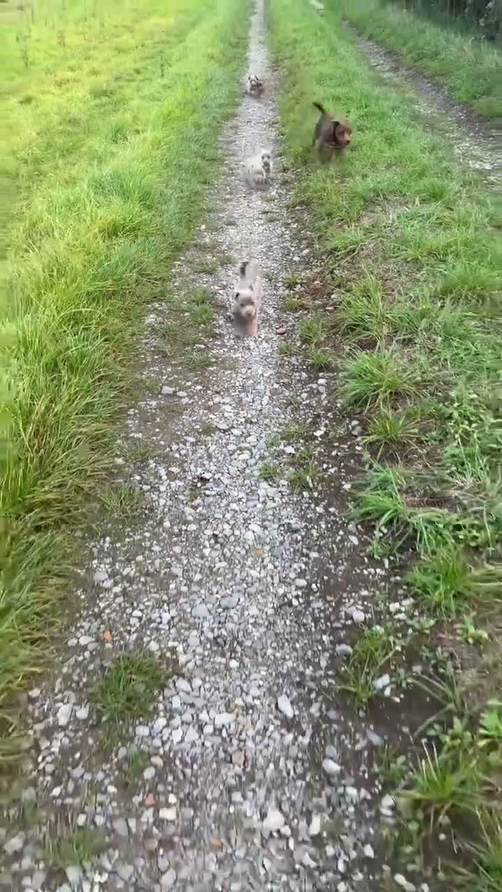 Jack Russell dogs for sale: Last One, Ready to go Wenlock Jack Russells  - Video 2