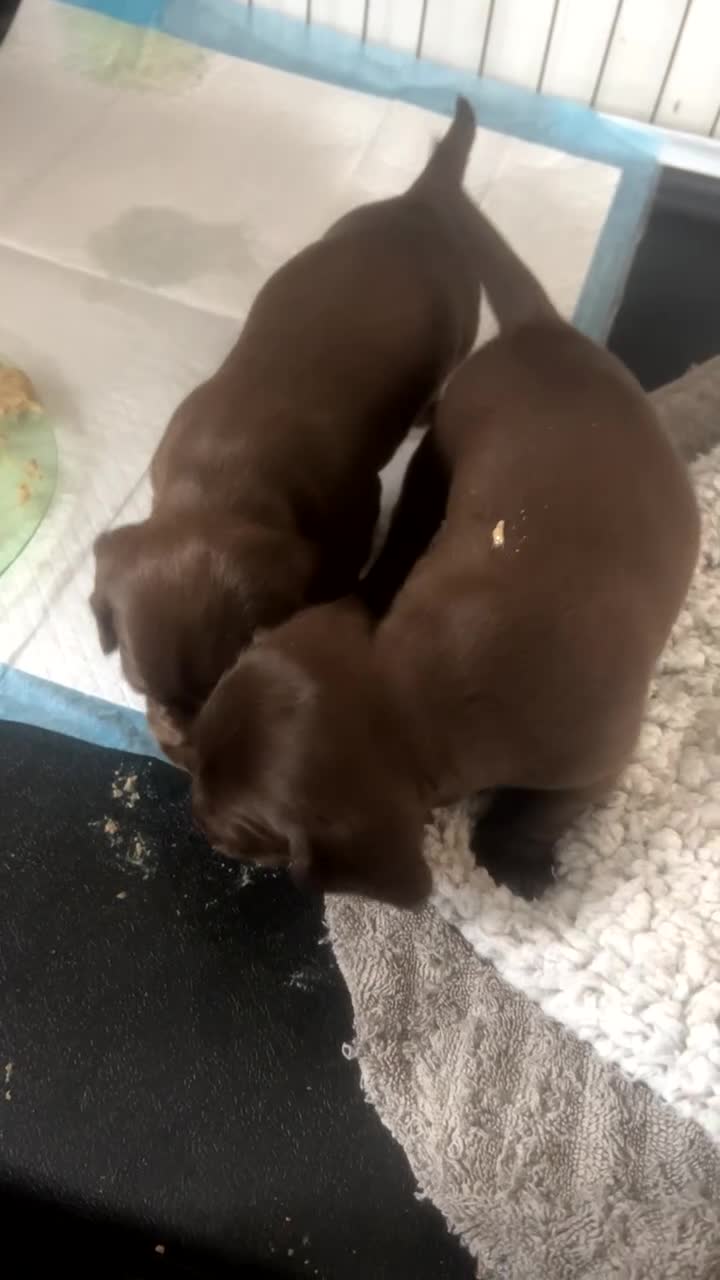 Mixed Breed dogs for sale: DAXIPOO PUPPIES  - Video 1